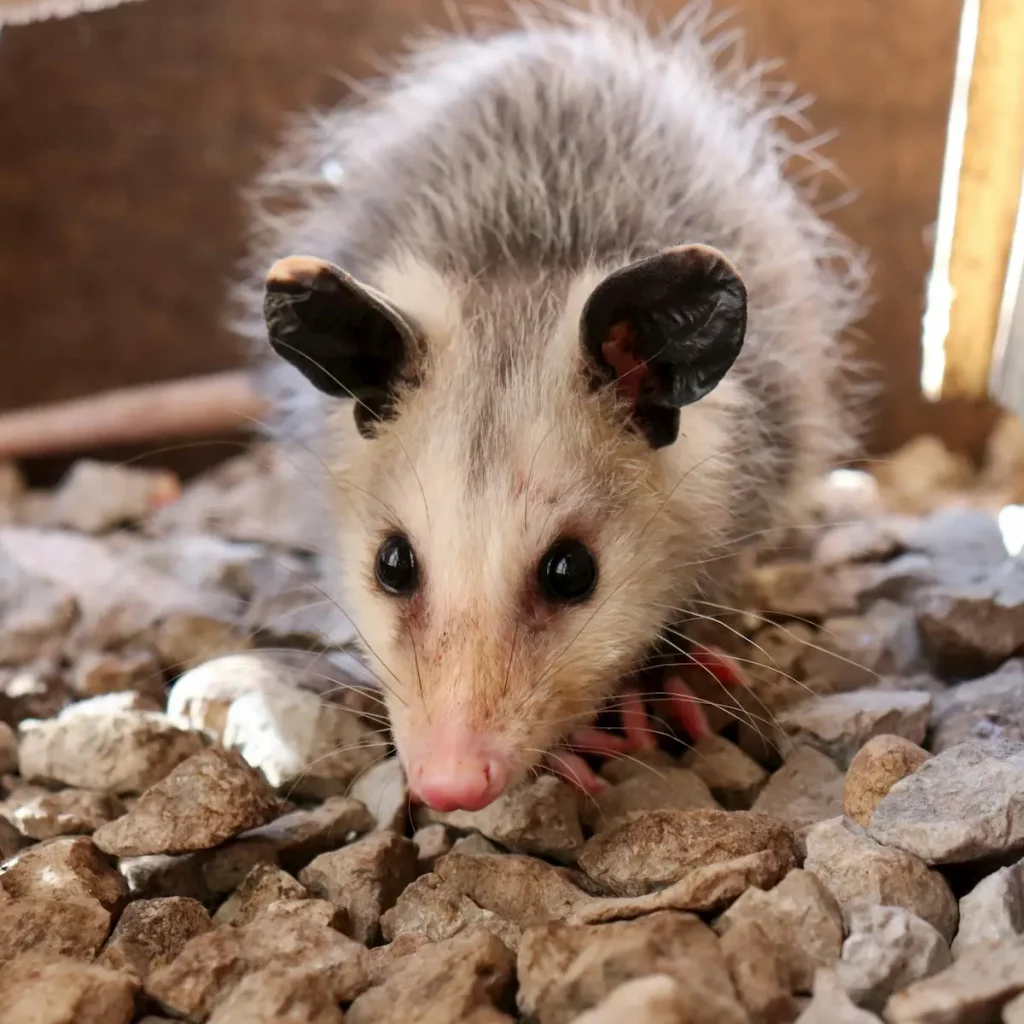 Opossum-Removal